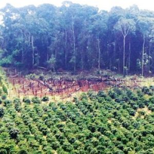 Rừng 3 Năm Tuổi