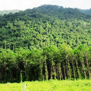 Rừng 2 Năm Tuổi